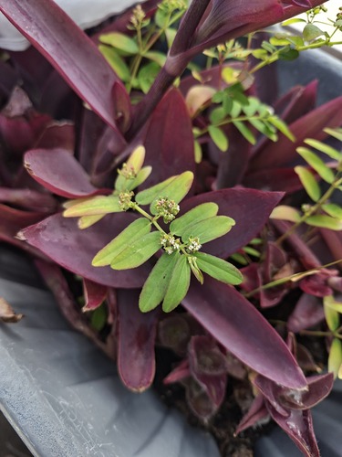 graceful spurge