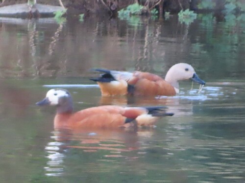 iNaturalist image