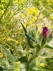 Phytoecia caerulescens