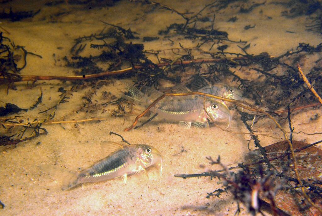 Solox cory (Corydoras solox) — Callichthyidae
