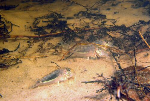 Solox cory (Corydoras solox) — Callichthyidae