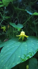 Thladiantha punctata