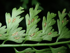 Asplenium gueinzianum