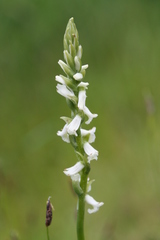 Spiranthes graminea