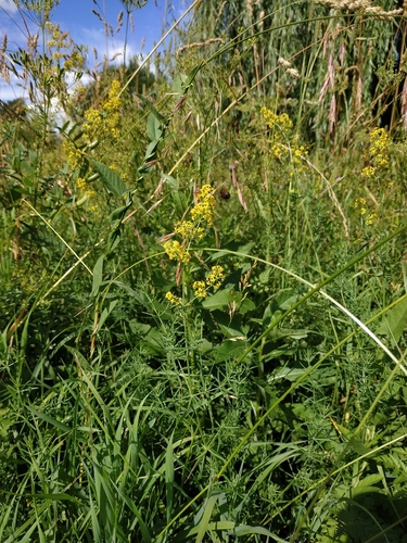 Наблюдение на iNaturalist