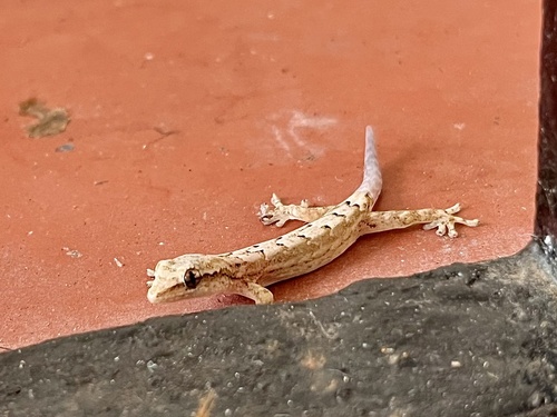 Lepidodactylus lugubris observed 2026-05-29