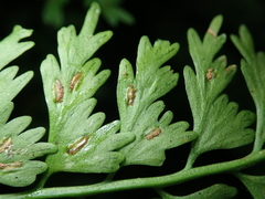 Asplenium gueinzianum