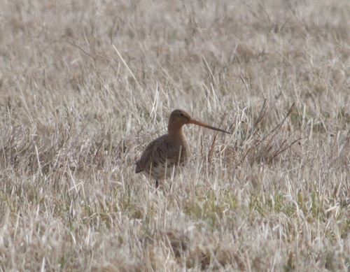 Aguja colinegra (Limosa limosa)
