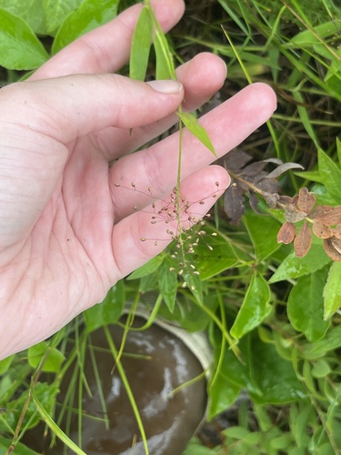 Dichanthelium implicatum observed 2026-07-04