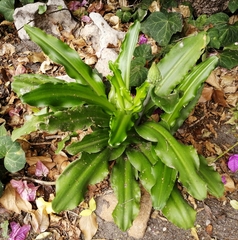 Veltheimia