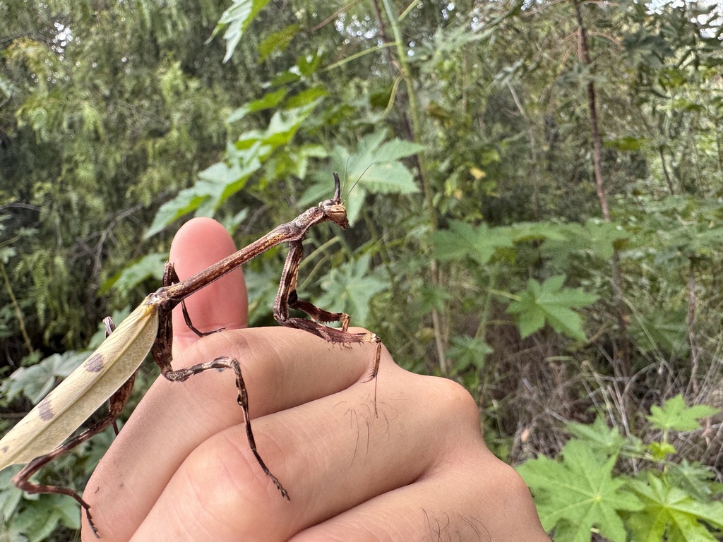 Pseudovates paraensis