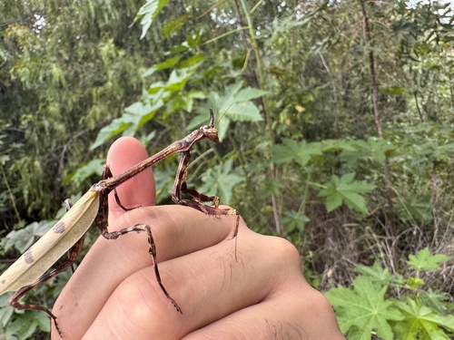 Pseudovates paraensis