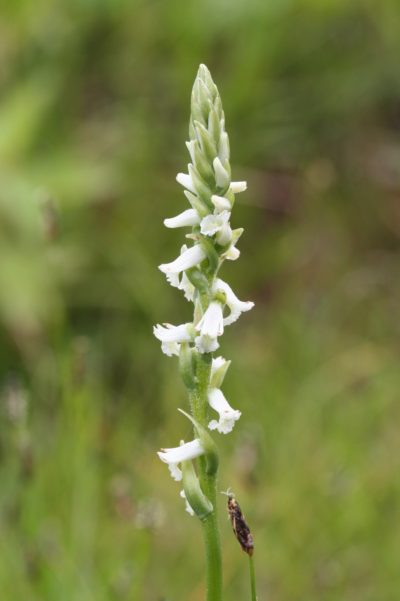 Spiranthes graminea