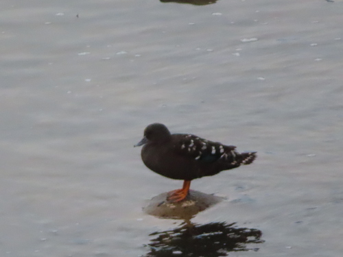 iNaturalist image