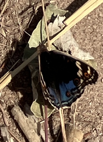 African Blue Pansy