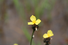 Xyris mexicana