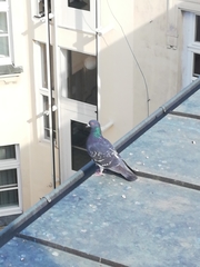 Columba livia domestica