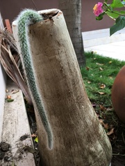 Cleistocactus