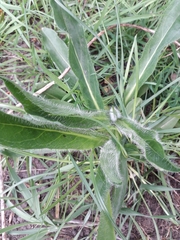Pilosella aurantiaca