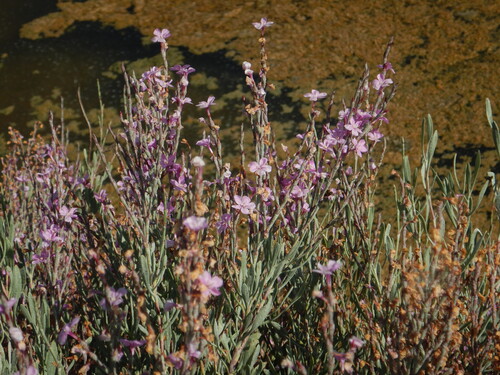 Limoniastrum monopetalum, photograph 2