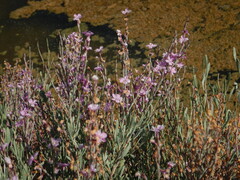 Limoniastrum monopetalum, photograph (c) Duarte Frade, some rights reserved (CC BY)
