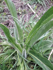 Pilosella aurantiaca