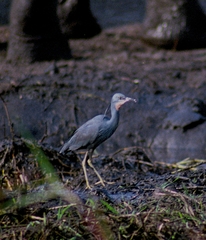 Egretta vinaceigula