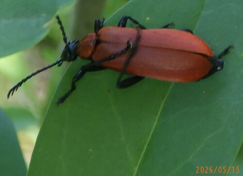 Black-headed Cardinal Beetle