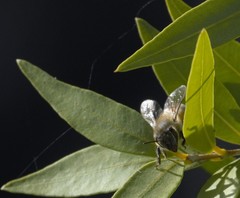 Apis mellifera