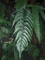 Asplenium wrightii