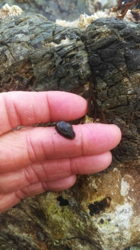 Carpenter's False Limpet