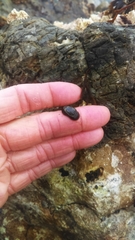 Siphonaria thersites