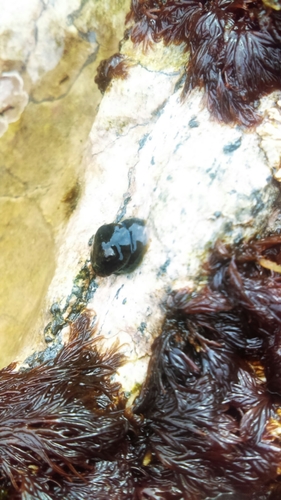 Carpenter's False Limpet