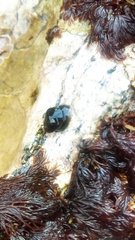 Siphonaria thersites