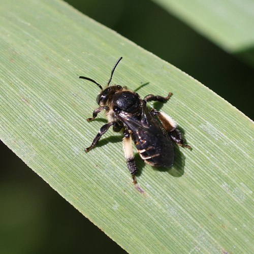 European Yellow Loosestrife Bee