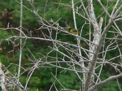 Euphonia trinitatis