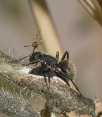 Camponotus mus