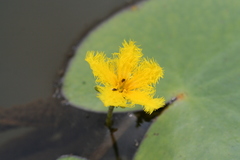 Nymphoides fallax