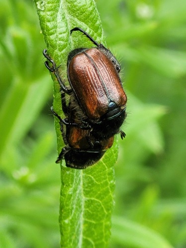 Garden Chafer, Ommen, Nederland, photo 7 of 10