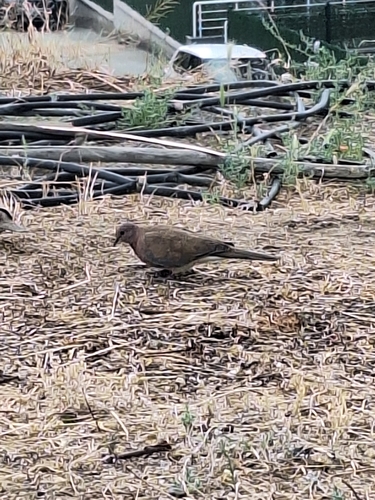 Laughing Dove