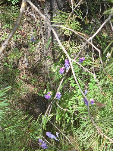 tufted vetch