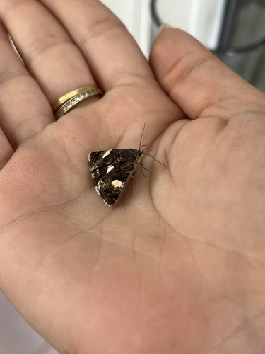 Four-spotted Moth