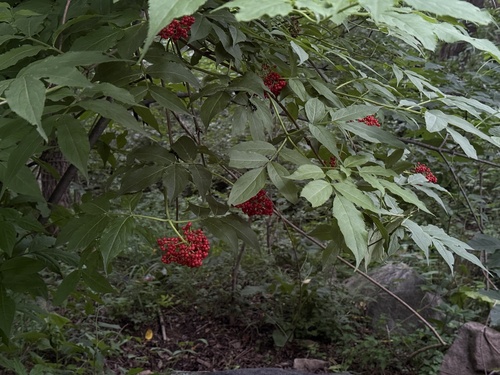 Sambucus williamsii