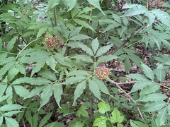 Sambucus williamsii, photograph (c) Jane Charlen, some rights reserved (CC BY)