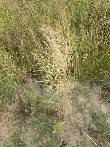 Loose Silky-bent