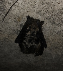 Pipistrellus tenuis