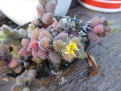 Delosperma echinatum