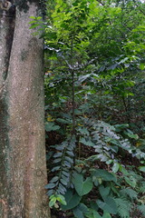 Diospyros maritima