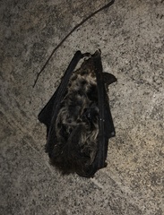 Pipistrellus tenuis