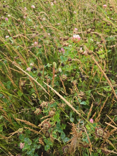 Alsike clover